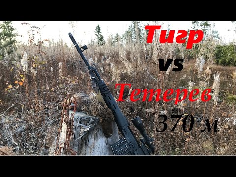 КАРАБИН ТИГР vs ТЕТЕРЕВ НА 370 МЕТРОВ, ДВА ДНЯ ОХОТЫ В НАЧАЛЕ ОКТЯБРЯ 2020