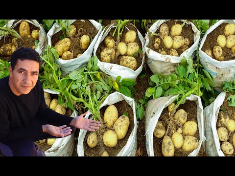 لن اشتري بطاطس مرة اخرى ازرعها بنفسك بالتفصيل