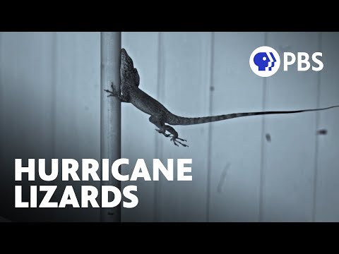 Extreme Hurricanes Are Forcing Lizards to Evolve 🦎 | Evolution Earth