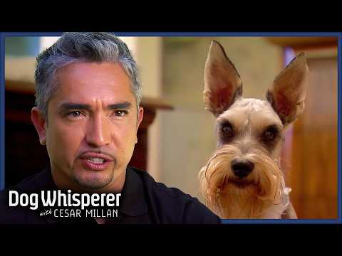 Miniature Schnauzers Are Tormenting Harmless Dog | Dog Whisperer With Cesar Millan