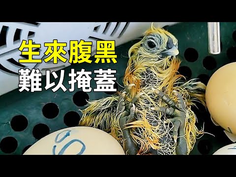 原種烏雞白鳳的一生，名貴的食療珍禽