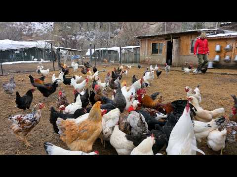 What I Feed My Chickens for MAXIMUM Egg Production - Egg Collection & Poultry Farm Chores