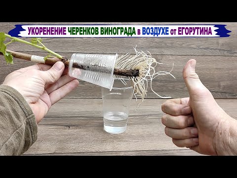 🍇 Original 100% ROOTING OF CUTTINGS of grapes in AIR and WATER. Smart rooter of Egorutin.