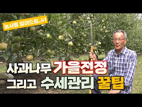 사과 가을전정 수확 후 수세 관리 꿀팁 유병욱강사