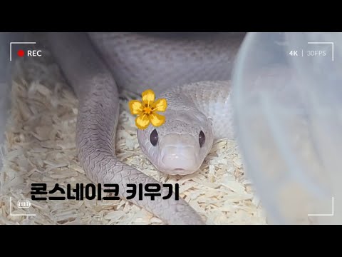 [Busan Reptile Shop] How to Raise a Corn Snake!!