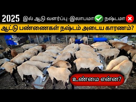 செம்மறி ஆடு வளர்ப்பு இலாபமா? நஷ்டமா? இத தெரிஞ்சுகிட்டு பண்ணை START பண்ணுங்க ✅