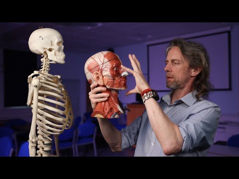 Introduction to head anatomy