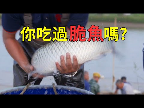 脆肉鯇的由來，一次意外的發現，草魚身價提高了數倍