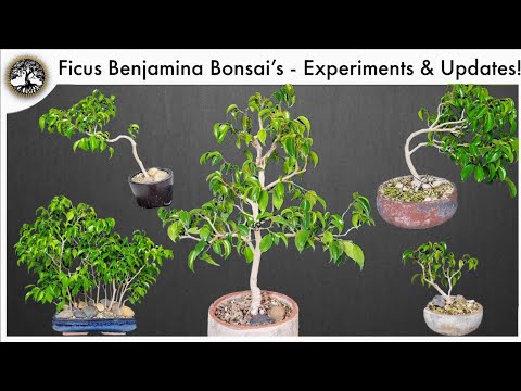 Ficus Benjamina Bonsai - Experiments, Style Options & Updates!