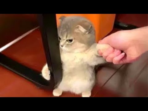 외국 웃긴 밈 모음 V27