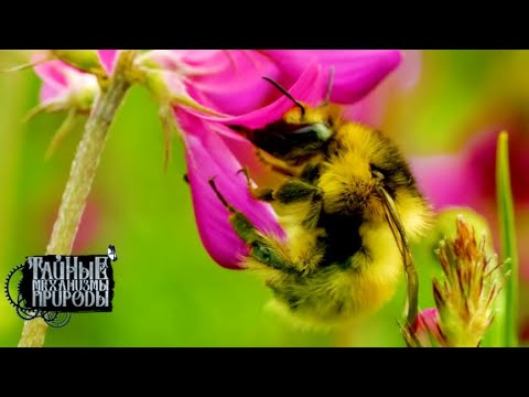 Высокогорное плато. Мир в миниатюре. Тайные механизмы природы