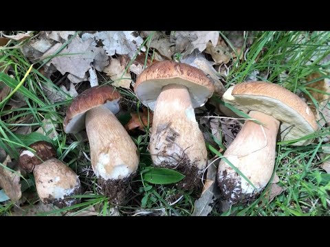 How To Find And Identify Porcini Mushrooms 2023
