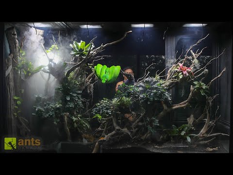I Added a PYTHON into My Giant Rainforest Vivarium
