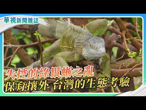 【保育攘外】失控的綠鬣蜥之亂｜記者 溫柔 林洧旭｜華視新聞雜誌｜EP2477單元1 2025.10.4