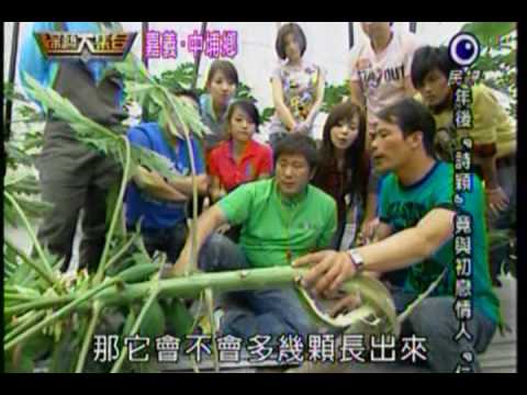 綜藝大集合--搞死木瓜樹 2/2@中埔鄉.嘉義.台灣