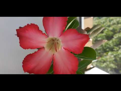 Адениум от посева до цветения 5 месяцев!