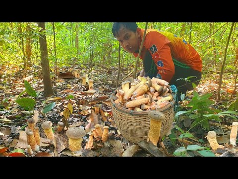 อลังการงานสร้างเก็บจนไม่อยากเก็บ!!! เห็ดผึ้งขาลายออกเยอะมากก ออกเต็มต้นไม้ขาวใหญ่ๆทั้งนั้น 16/พ.ค/67