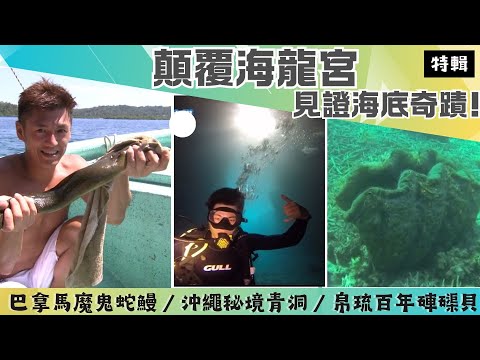 【顛覆海龍宮】變身菲律賓魅力人魚/與鯨鯊共游/沖繩秘境青洞/巨型百年硨磲貝/海中惡霸蛇鰻《世界第一等》特輯S30