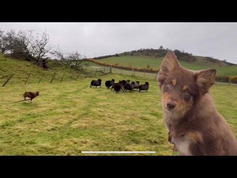 Crazy sheepdog puppy loses its mind herding sheep for second time 