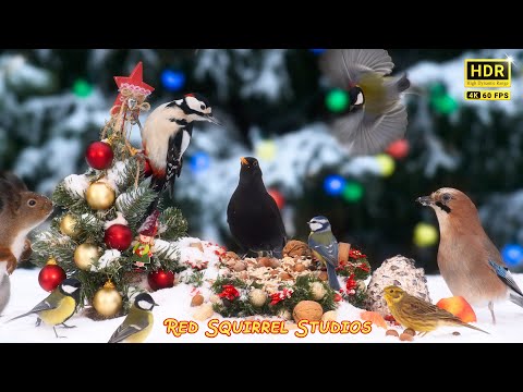 CAT TV NO ADS😻 White Xmas with Beautiful Birds and Nature Sounds