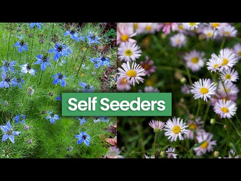 10 Self Seeders I Love & How To Approach These Plants in Your Garden