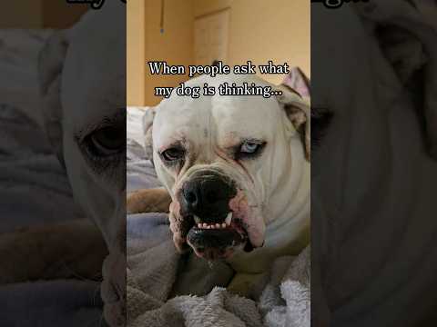 My dog has NOTHING in her brain, but that's OK. We still love her! #dog #americanbulldog #bulldog