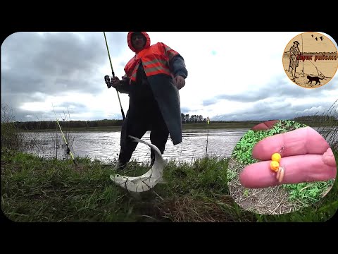 КАК ПОЙМАТЬ ЧЕХОНЬ С БЕРЕГА,РАБОЧИЙ МОНТАЖ .Рыбалка  на донки.