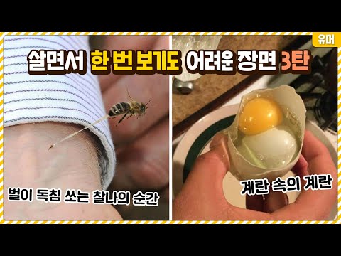 살면서 한 번 보기도 어려운 신기한 장면들 3탄