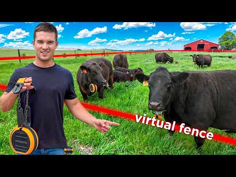 Virtual Fencing Collars for Cattle