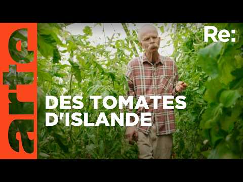En Islande, le boom de légumes | ARTE Regards
