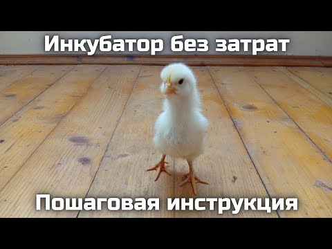 Инкубатор своими руками || Максимальное количество вылупившихся цыплят практически без затрат