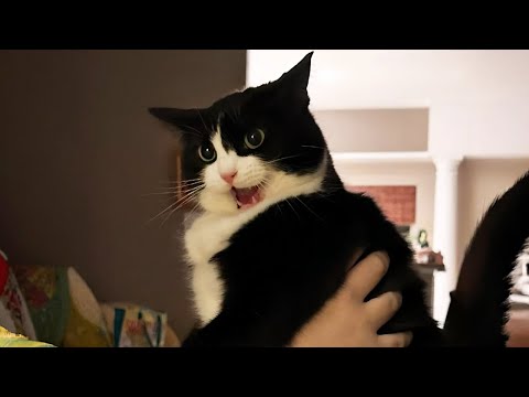 New Funniest Cats Clips 2025😼Try Not To Laugh😜 #31
