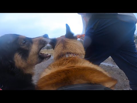Australian Shepherd Goes After Belgian Malinois At Dog Park