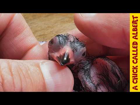 Raising Two Turacos - Giving Life to Eggs That Almost Didn't Make It