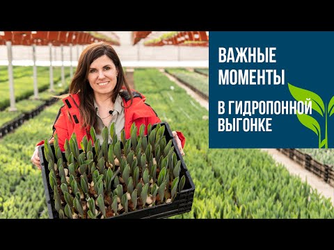Важные моменты в ГИДРОПОННОЙ выгонке тюльпана