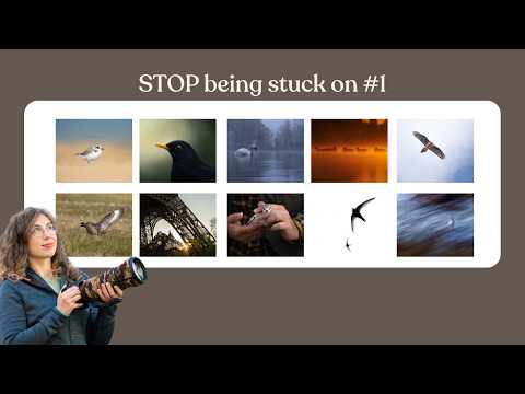 I Was Stuck Taking the Same Bird Photos Until I Learned These 10 Types