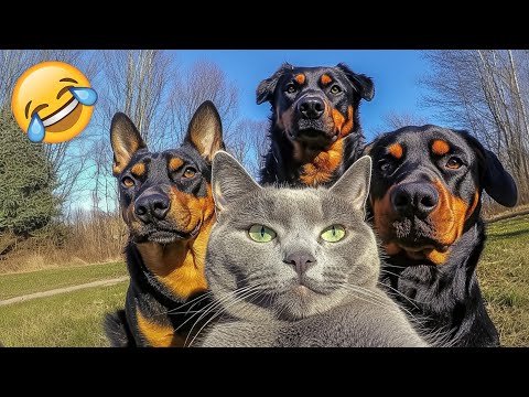 Lustigste Tiervideos 😹🐶 Sehr lustige Katzen & Hunde 2025 🤣 Teil 2