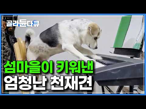 섬에서 외로워 하던 손자를 위해, 유기견 센터에서 데려온 개가 어딘가 심상치 않다｜한국기행｜#골라듄다큐