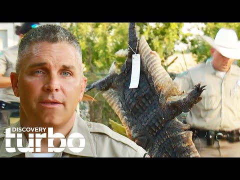 Texas Game Warden Arrests Poacher Guilty Of Killing Alligators | Lone Star Law
