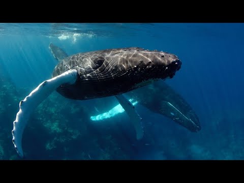 Life of the Humpback Whale – The Ocean’s Giant