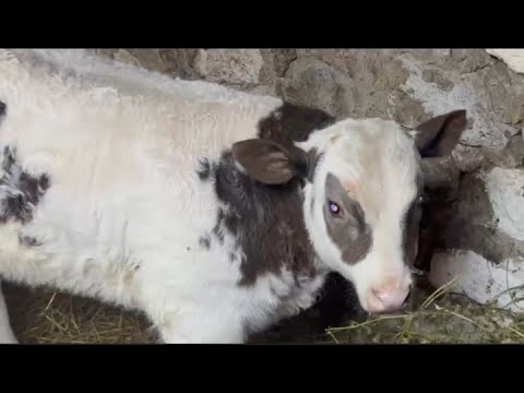 Переселяем Малыша//Сыр Качоковалло//Результат удивил.