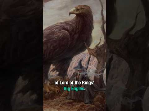 Solving LoTR’s Eagle Problem