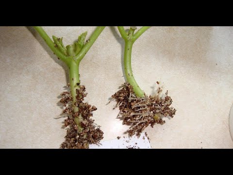 ВЕРМИКУЛИТ ДЛЯ ЧЕРЕНКОВАНИЯ подходит или нет.