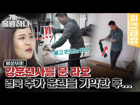 [#피크타임] 강 훈련사를 문 라오, 결국 장기 훈련 결정 | #개는훌륭하다 | KBS 220523 방송
