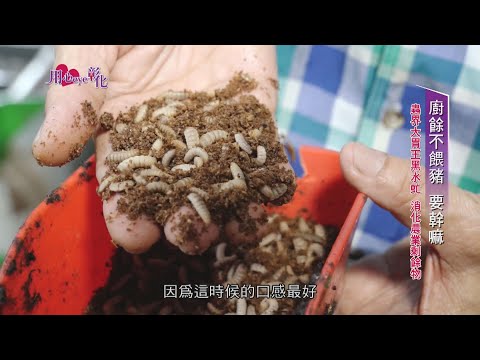 用心eye彰化 黑水虻HD