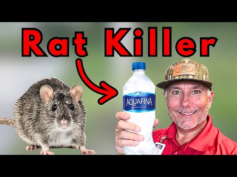 EXTREME RAT KILLING -WARNING Don't Try This At Home!