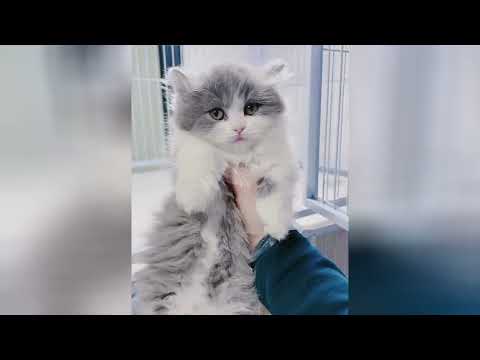 Gatitos irresistibles que harán brillar tus días más grises