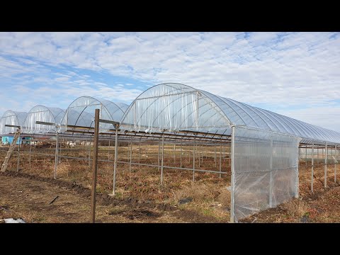 Теплица которую построят многие после просмотра видео. Продолжение...