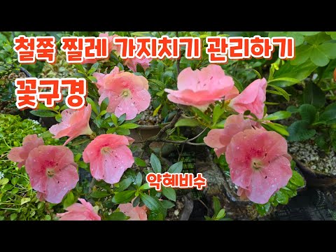 #꽃구경 #철쭉 #찔레 #가지치기 관리하기