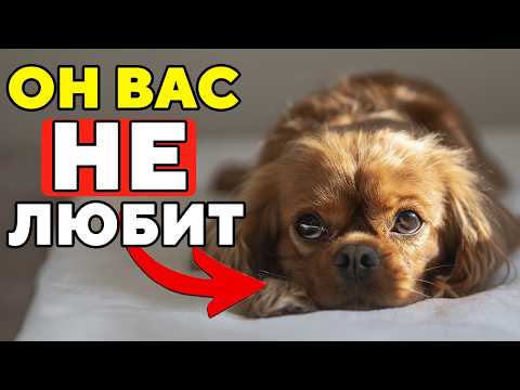 17 Признаков, Что Собака Вас НЕНАВИДИТ (или просто терпит)